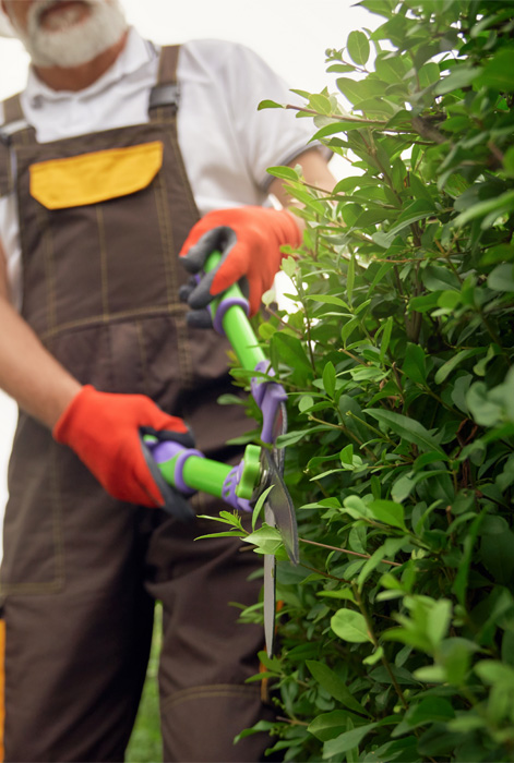servicio de jardinería